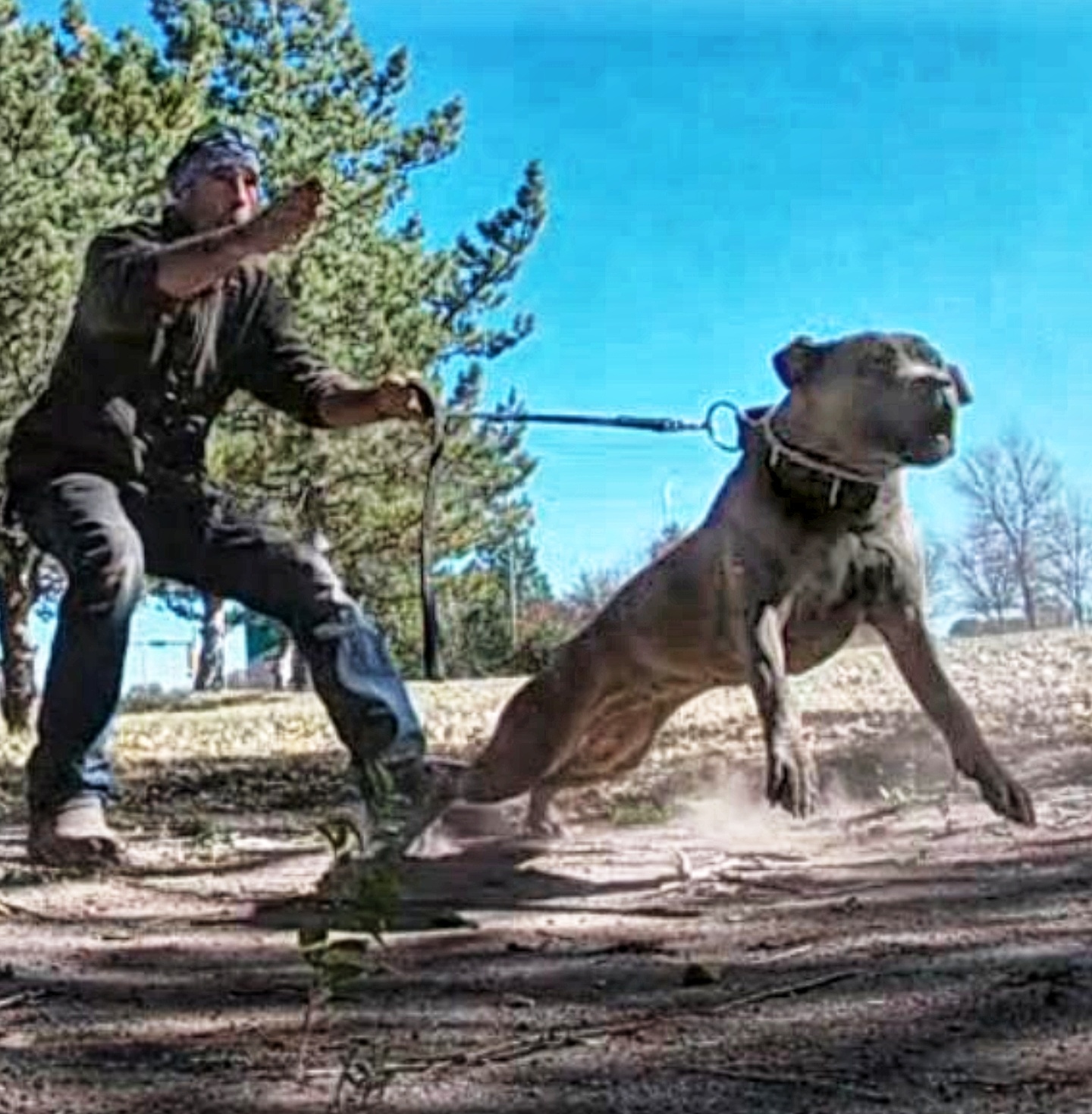 home protection dog training - guard dog training https://www.marinok9.com/ Protection dog, home guarding dog,