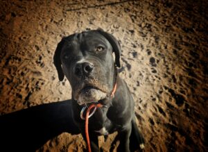 home protection dog training - guard dog training https://www.marinok9.com/ Protection dog, home guarding dog,