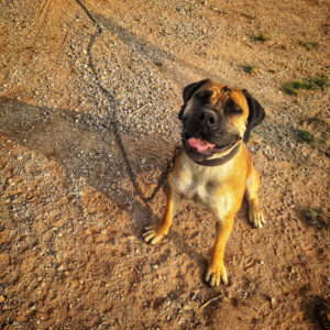 home protection dog training - guard dog training https://www.marinok9.com/ Protection dog, home guarding dog,
