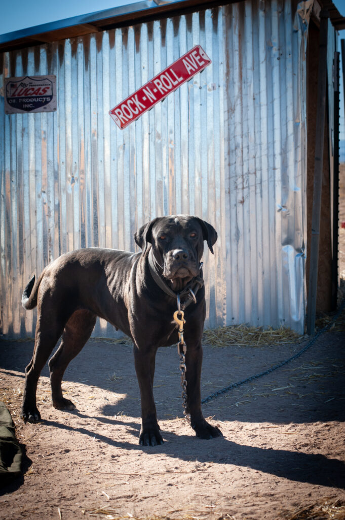 Trudie Corso guard dog