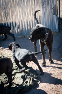 home protection dog training - guard dog training https://www.marinok9.com/ Protection dog, home guarding dog,