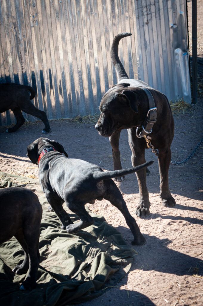 home protection dog training - guard dog training https://www.marinok9.com/ Protection dog, home guarding dog,