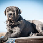 home protection dog training - guard dog training https://www.marinok9.com/ Protection dog, home guarding dog,