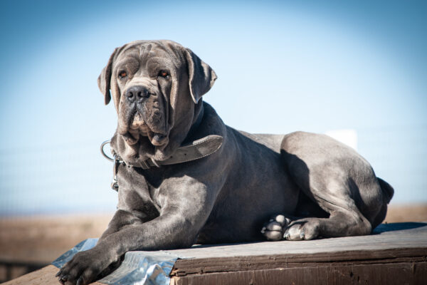 home protection dog training - guard dog training https://www.marinok9.com/ Protection dog, home guarding dog,
