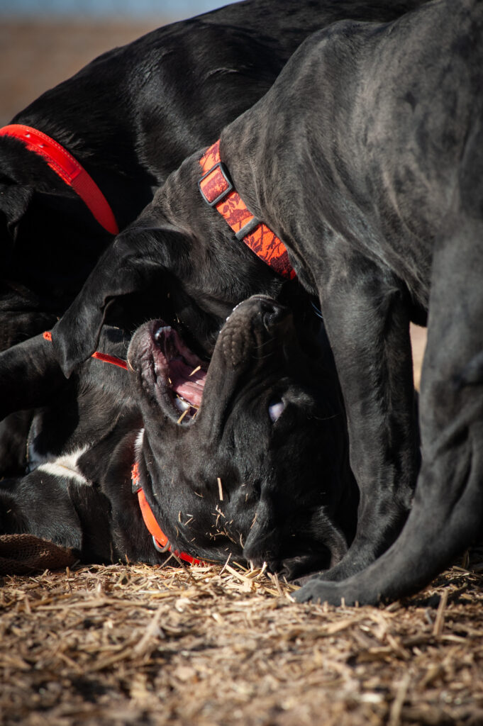 home protection dog training - guard dog training https://www.marinok9.com/ Protection dog, home guarding dog,