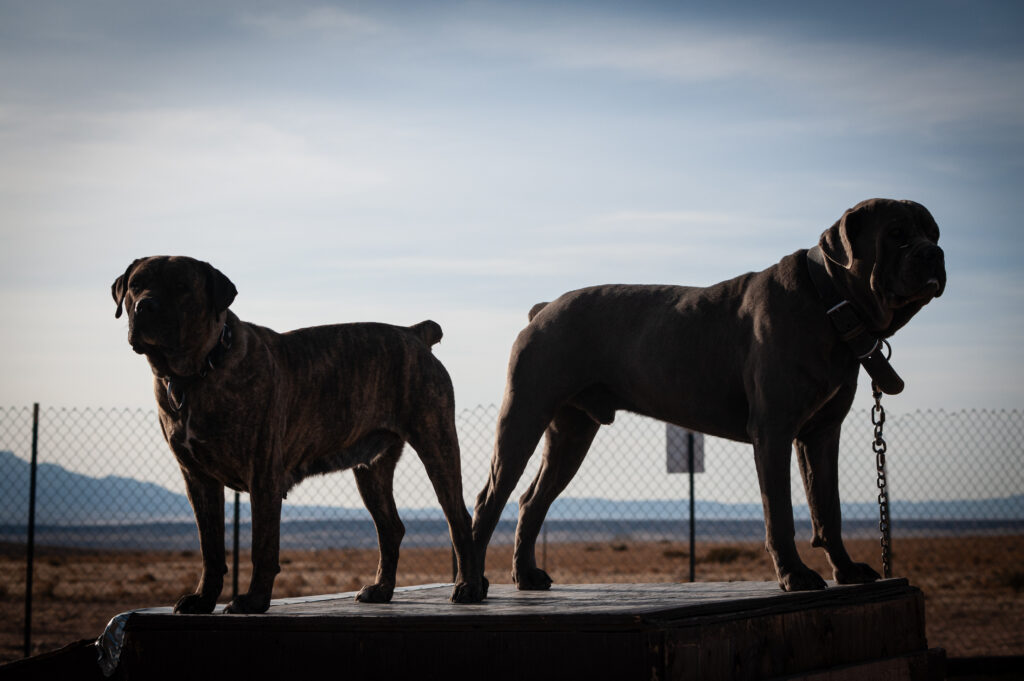 home protection dog training - guard dog training https://www.marinok9.com/ Protection dog, home guarding dog,