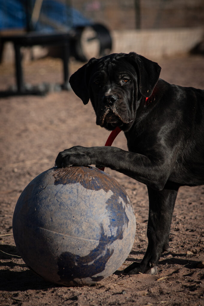 home protection dog training - guard dog training https://www.marinok9.com/ Protection dog, home guarding dog,